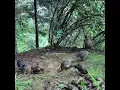 Download Lagu Kalij Chicks 37 Days Old #himalayanwildlife