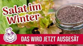 8 Gemüsesorten, die du im Oktober noch säen kannst | Salatsaatgut gewinnen | Ki-frei