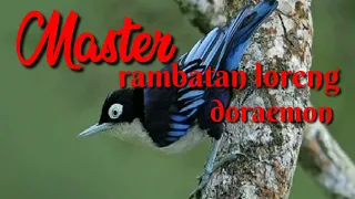 Download master rambatan loreng emon(2)#masteran MP3