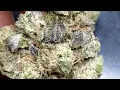 Gelato Sundae Trulieve