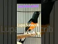 Download Lagu murai isian serindit#shorts