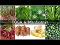 Lagu TOGA dan Manfaatnya ( Tanaman Obat Keluarga ) #Toga #herbal #mandiripangan #pekaranganrumah