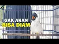 Download Lagu KUTILANG GACOR MEMANGGIL LAWAN DI PAGI HARI, COCOK BUAT PANCINGAN KUTILANG BAHAN BIAR CEPAT GACOR