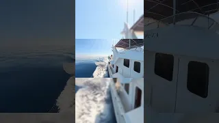Morning Magic at Sea: Flying Fish and Turtles! #shorts