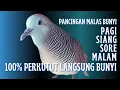 Download Lagu Perkutut Lokal Suara Gacor - Untuk Pancingan (Hitungan Detik) Dijamin 100% AMPUH Langsung BUNYYI