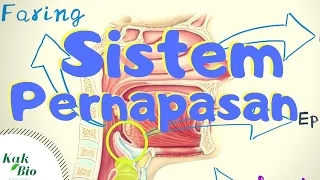 sistem pernapasan pada manusia