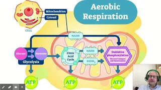 Cellular Respiration The Equation