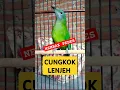 Download Lagu CUCAK CUNGKOK BETINA GACOR MURMER #leafbird #greenbird #cucakcungkokchina #leafbirdvietnam #fypシ゚