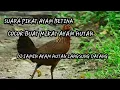 Lagu Suara Pikat Ayam Hutan Betina Gacor Mp3// Betina Memanggil Pejantan