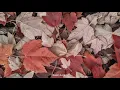 Zoé -  No me destruyas [letra]🌸