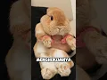 Lagu Kelinci Lucu Ini Sangat Kasian ‼️😂#shorts