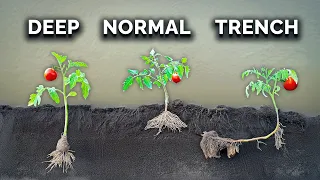 What Happens When You Transplant Tomatoes 3 Different Ways?