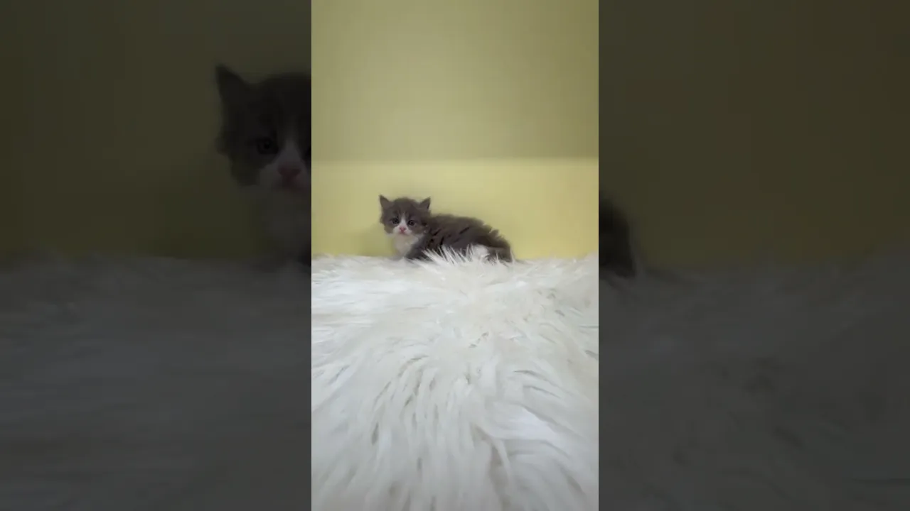 動画