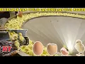 Download Lagu PETERNAKAN AYAM PETELUR UNTUK DITETASKAN | PROSES PENETASAN TELUR AYAM MODERN