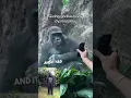 Download Lagu Gorila ini punya reaksi paling manusiawi yang pernah ada 😂