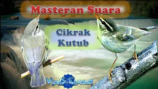 Download Masteran Suara Burung Cikrak Kutub | #kicaumania #kicau  #burungkicau MP3