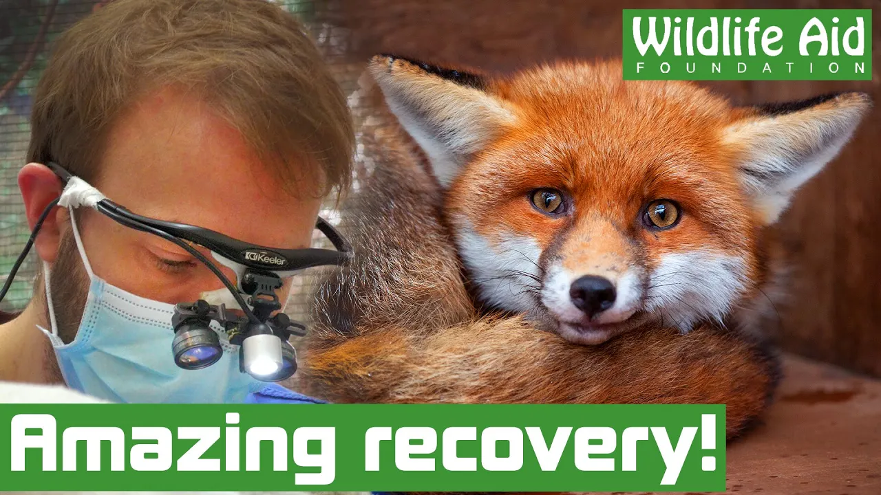 Fox gets lifesaving care after HORRIFIC bite injuries