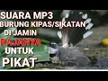 Download Lagu Suara Pikat Burung Kipasan Sikatan Gacor Ribut
