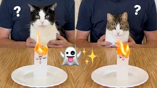 Flying Ghost Challenge Cats Reaction
