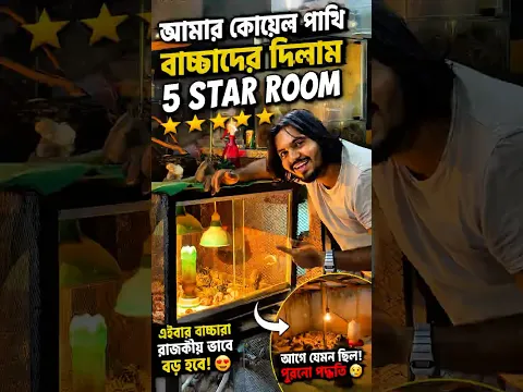 ঘরে রাখা ফার্নিচার ডেকোরেশন এর মতো পালছি কোয়েল পাখির বাচ্চা #doggosage