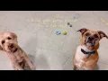 Life at SuziQs Pet Spaw Dog Daycare Dog Cat Grooming
