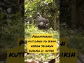 Download Lagu penampakan kutilang yg bikin ribut semua burung di hutan