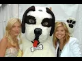 BIG DOG SPORTSWEAR GRAPHIC TEES ACCESSORIES GET BIG DOG CLOTHING AT WWW BIGDOGS COM