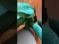 Cloning 101