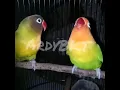 Download Lagu Love bird isian Tengkek   #lovebird #tengkek #kicaumania #gacor #konslet