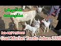 Lagu Tando Adam Bakra Mandi || دودھ والی بکریاں اور قربانی عید 2026 کے بکرے || Latest Update 2025
