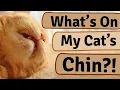 Cat Acne Causes Treatment Prevention
