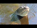 Gator Growl