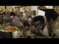 Shooting USA The 50th Wild Turkey Federation Convention