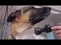 Retired Police K9 Dog German Shepherd