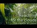 Download Lagu Reaching for the clouds. The nature of Saba. A Documentary by Tom van't Hof