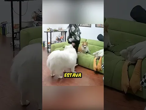 Cachorros heróis