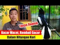 Download Lagu Cara Merawat Burung Kacer Macet Bunyi Agar Cepat Gacor | Perawatan Burung Kacer Macet Bunyi