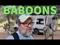 Download Lagu A MOB OF BABOONS AT OUR DOOR! South Africa Van Life