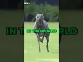 Download Lagu This Dog Can Outrun a Cheetah! #animals #fact #greyhound #cheetah