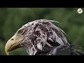 Download Lagu 🔴 TE3.'s First Great Test: 76-Day-Old Bald Eagle Endures Epic Storm!