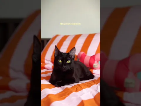 ¿LOS GATOS NEGROS DAN MALA SUERTE? 🐈⬛