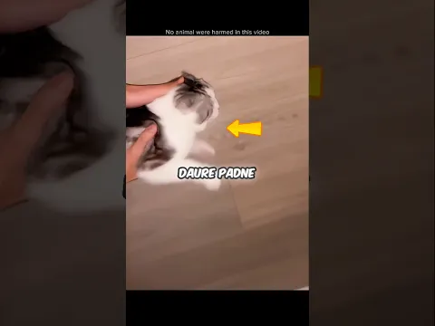 THIS CAT’S HEARTBREAKING SEIZURE ATTACK