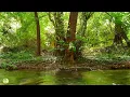 FOREST BATHING 🌳Peaceful River Flowing Sound & Birds Singing on a Spring Morning 🌿 Healing Nature
