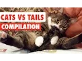 Cats Vs Tails Compilation 2017