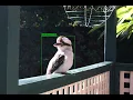 Training Custom Object Detection Models using YOLO v4