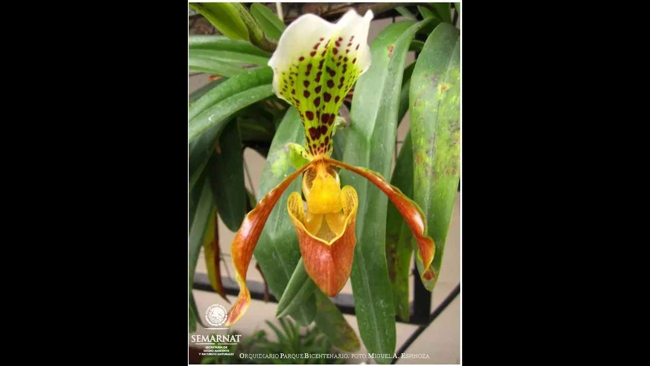 COMO TRASPLANTAR UNA ORQUÍDEA PAPHIOPEDILUM