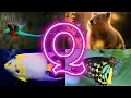 Quirky Creatures Discover Animals and Birds Starting with Q