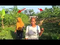Download Lagu 6 HEKTAR DI TANAMI BUAH PACE|| MARTABAK DAUN PACE