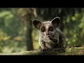 The Lion Sleeps Tonight Song Scene - The Lion King 2019 Movie clip