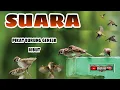 Download Lagu Suara Pikat Burung Gereja Ribut(Ampuh Untuk Mikat Dan Masteran)